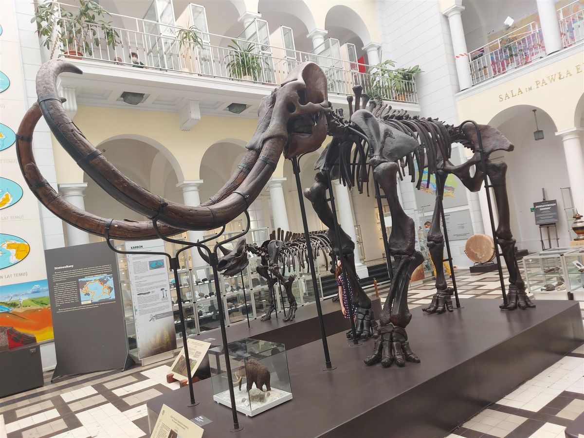 Warszawa. Jakie imię powinien nosić mamut, który od sześciu dekad jest eksponatem muzealnym, oglądanym przez kolejne pokolenia? Muzeum ogłosiło konkurs