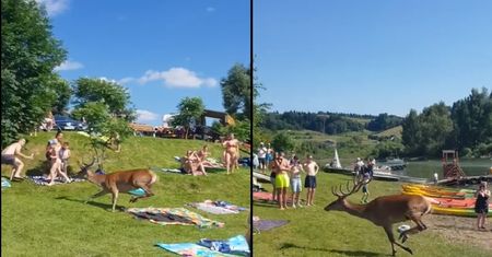Ludzie w Bieszczadach byli w szoku. Ranny jeleń wpadł na plażę pełną turystów