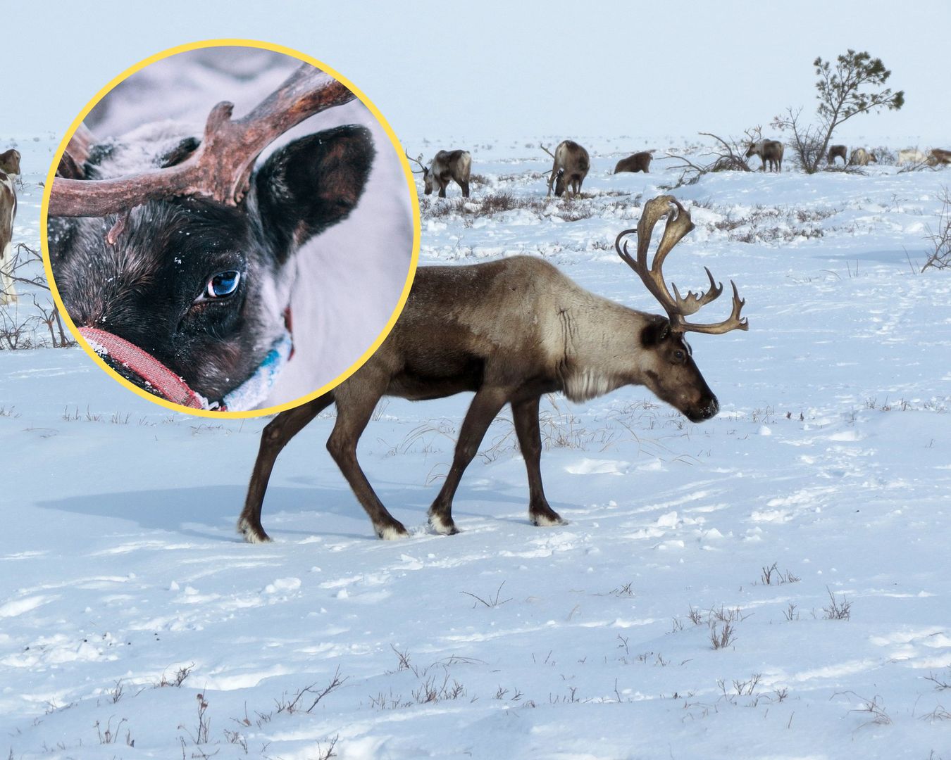 You won’t believe what happens to a reindeer’s eyes in the cold.  Explains the world – O2