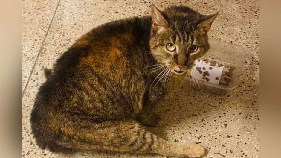 17 lutego obchodzimy Dzień Kota. Pomóżmy ''Kocim Aniołom''