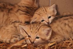 Pierwsze takie narodziny w gdańskim zoo! Nowe koty pustynne