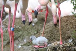 Pisklęta flaminga i kariamy. To pierwsze takie narodziny w gdańskim zoo