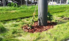 Warszawa. Zielone słupy tramwajowe. Będą oplecione bluszczem