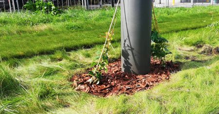 Warszawa. Zielone słupy tramwajowe. Będą oplecione bluszczem