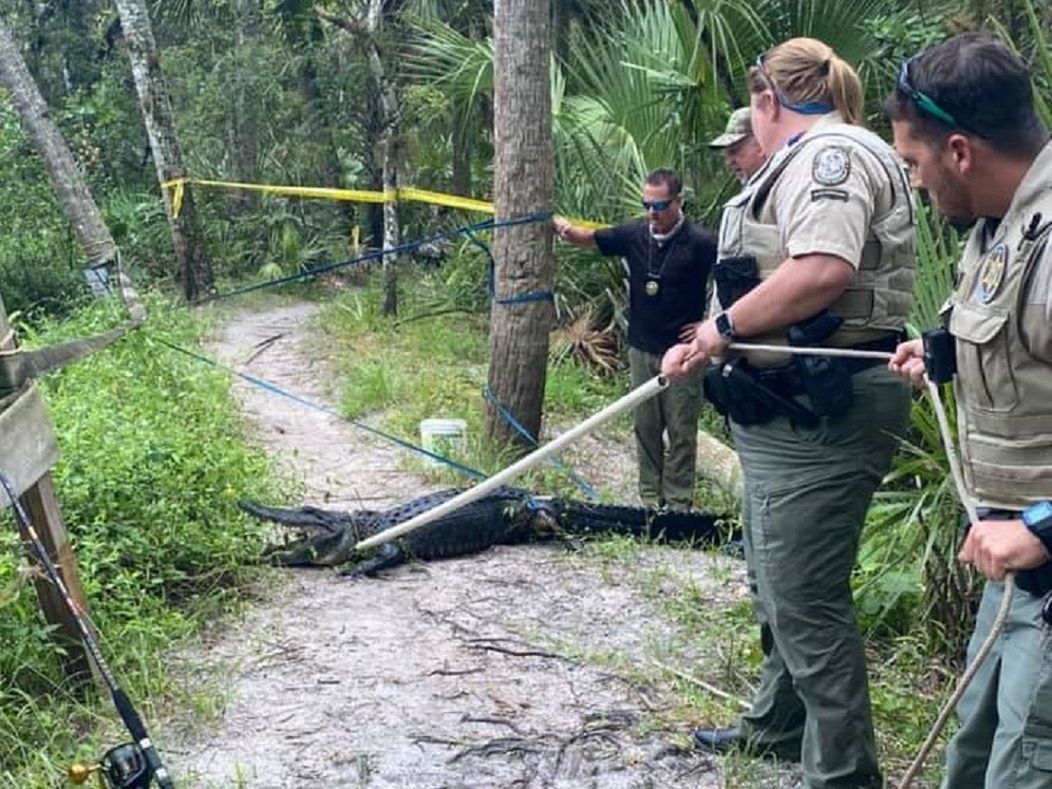 Un terrible accidente en los Estados Unidos.  Cayó directamente en la boca del cocodrilo