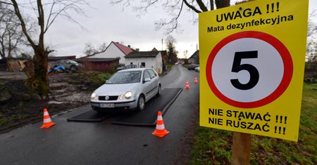 Uderza w nas kolejna epidemia. Grypa ptaków szaleje
