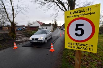 Uderza w nas kolejna epidemia. Grypa ptaków szaleje