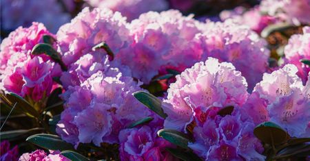 Sekret ogrodników. Zrób to teraz, a rododendron będzie uginał się od kwiatów