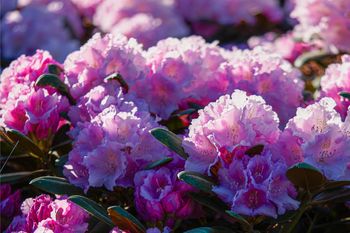 Sekret ogrodników. Zrób to teraz, a rododendron będzie uginał się od kwiatów