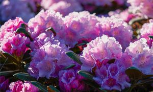 Sekret ogrodników. Zrób to teraz, a rododendron będzie uginał się od kwiatów