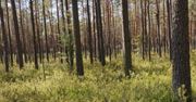 Lubelskie: „Wielkie Bagno” – nowy rezerwat przyrody w województwie