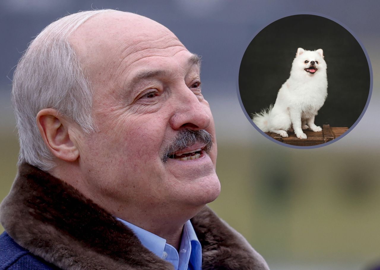 Lukashenko's loyal companion: Beyond politics with his fluffy Spitz