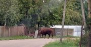 Strzegowo: 700-kilogramowy byk na wolności. Ludzie w panice, służby w akcji