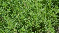 Cząber - właściwości i zastosowanie