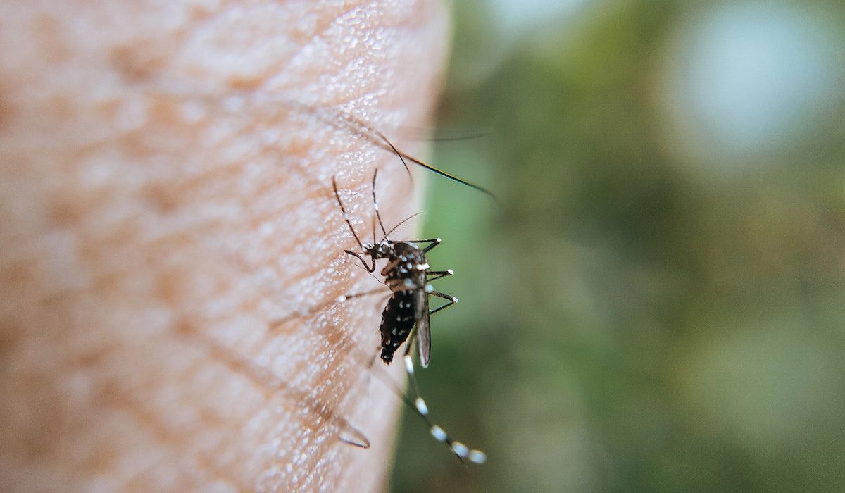 Domowe sposoby na komary. Fot. Pexels