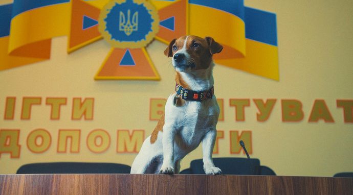 Ukraina: Zwierzęta w cieniu wojny