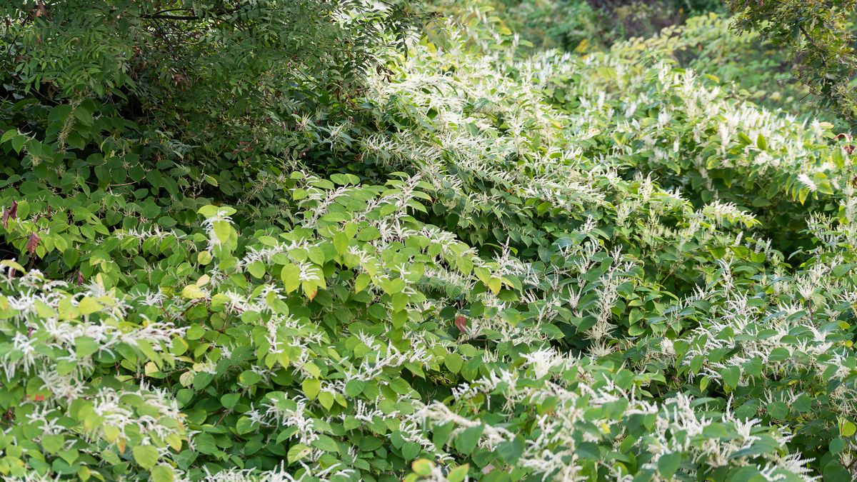 Rdestowiec japoński to jedna z najbardziej inwazyjnych roślin