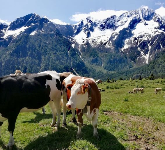 Trentino
