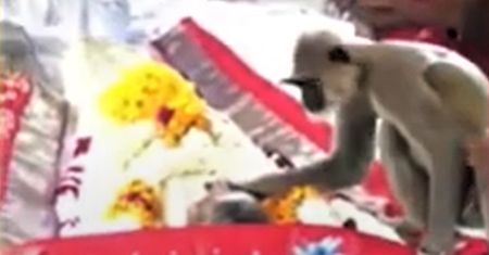 Małpa pojawiła się na pogrzebie. Poruszające nagranie