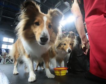 Pomerania Show znów w Szczecinie. Trwa XXIX Międzynarodowa Wystawa Psów Rasowych [ZDJĘCIA]