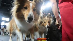 Pomerania Show znów w Szczecinie. Trwa XXIX Międzynarodowa Wystawa Psów Rasowych [ZDJĘCIA]