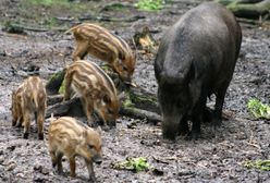 Dolny Śląsk. Ponad 6 tys. dzików do odstrzału. Decyzja wojewody