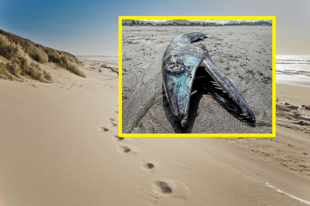 Kannibalenfisch in Oregon entdeckt: Bedrohung aus der Tiefe?