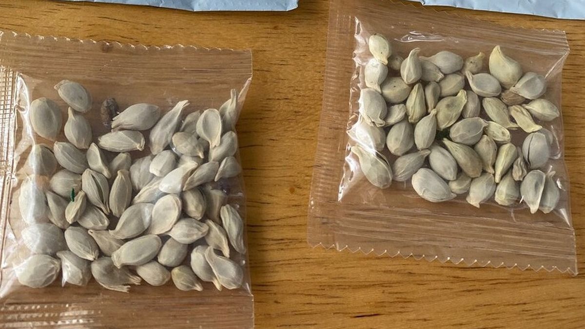 Tajemnicze nasiona z Chin.