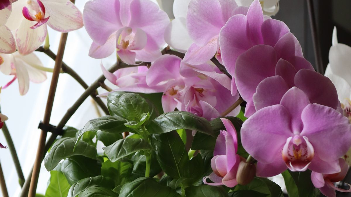 Zasady podlewania storczyków 