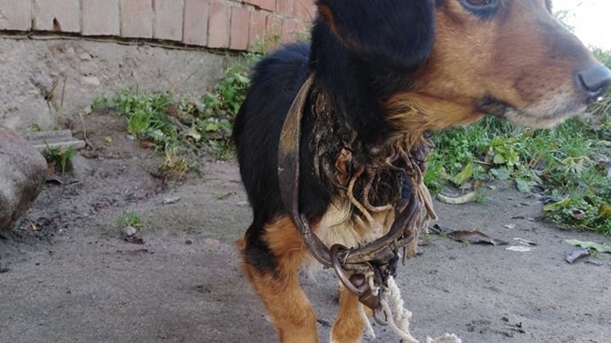 Czworonogi trafiły do schroniska.