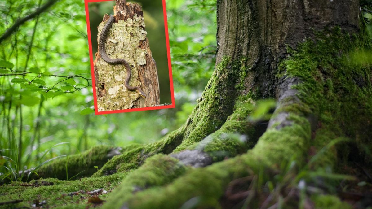 Węża Eskulapa można spotkać na pograniczu dwóch nadleśnictw w Bieszczadach 