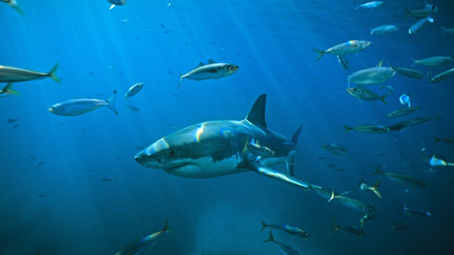 USA. Atak rekina w stanie Maine