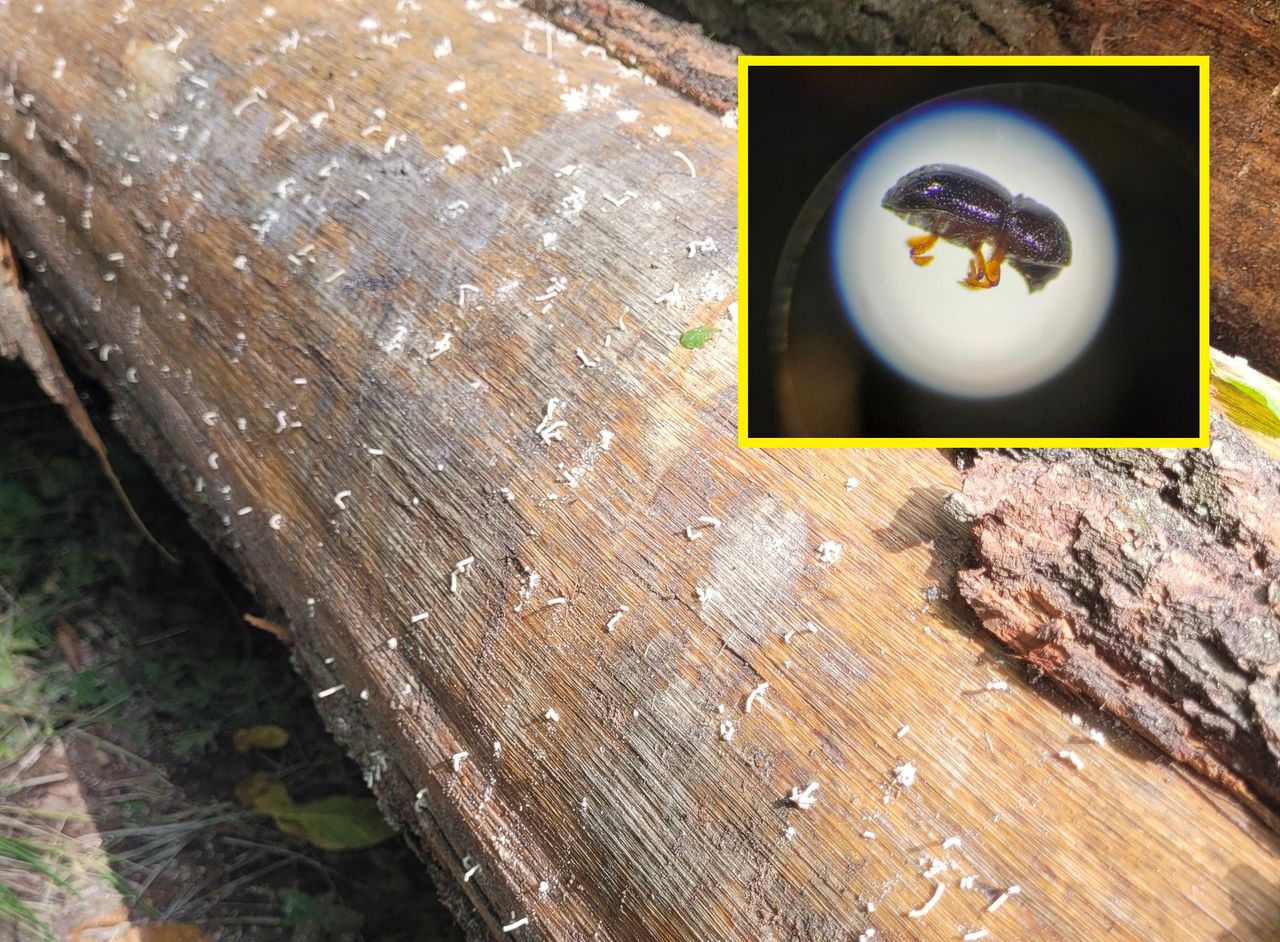 Inwazyjny gatunek zmorą na Podkarpaciu. "Wielki problem"