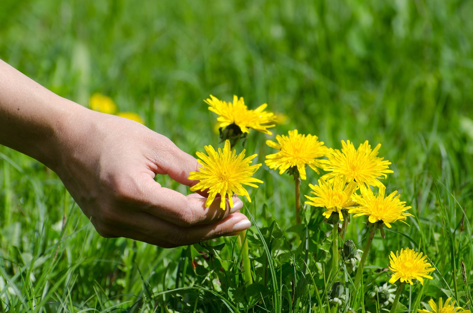 Herbapol - mamy to w naturze. Jak powstają produkty pełne naturalnych surowców