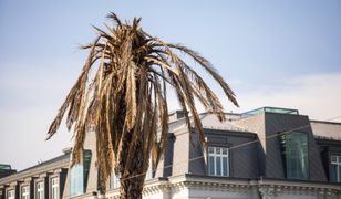 Warszawa ogłasza klimatyczny stan wyjątkowy. Radny PiS mówi o "absurdach"