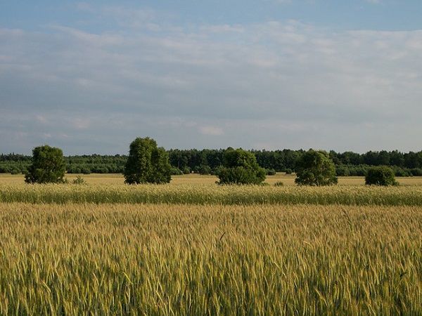 Efektywne odżywianie zbóż jarych