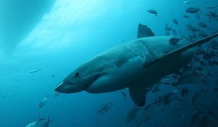 Australia: rekin zaatakował turystę