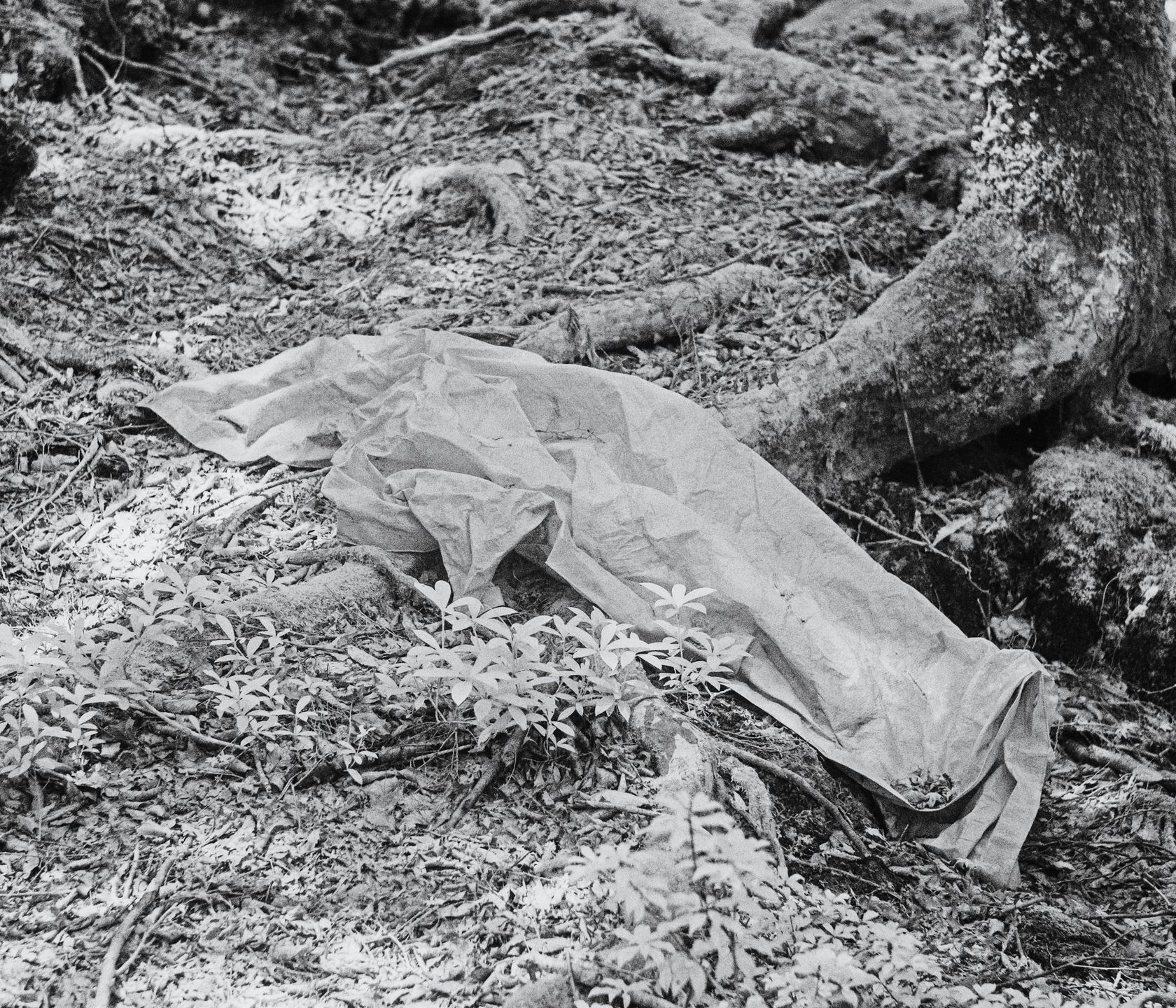 Tomasz Lazar opowiada o swojej podróży do Aokigahara - japońskiego lasu samobójców 7
