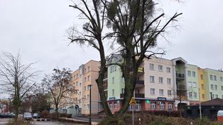 Toruń: Inwazja na drzewach. Konieczne cięcia, także na większą skalę