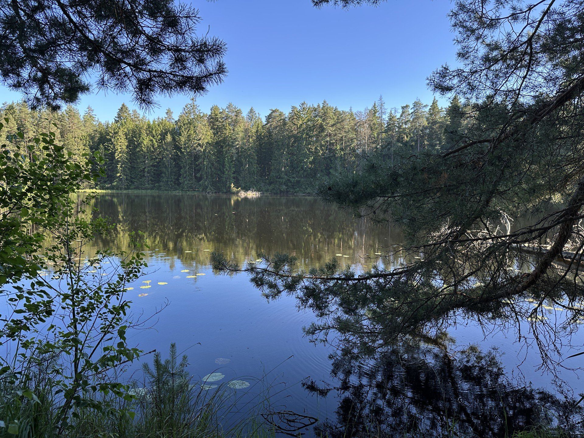 Wigierski Park Narodowy - ścieżka Las i Suchary