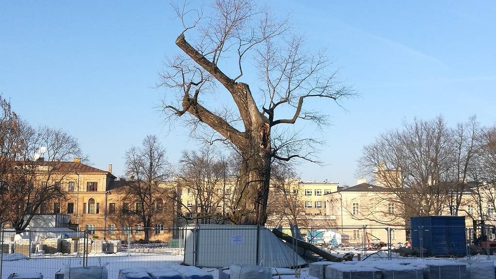 Baobab na Placu Litewskim w Lublinie