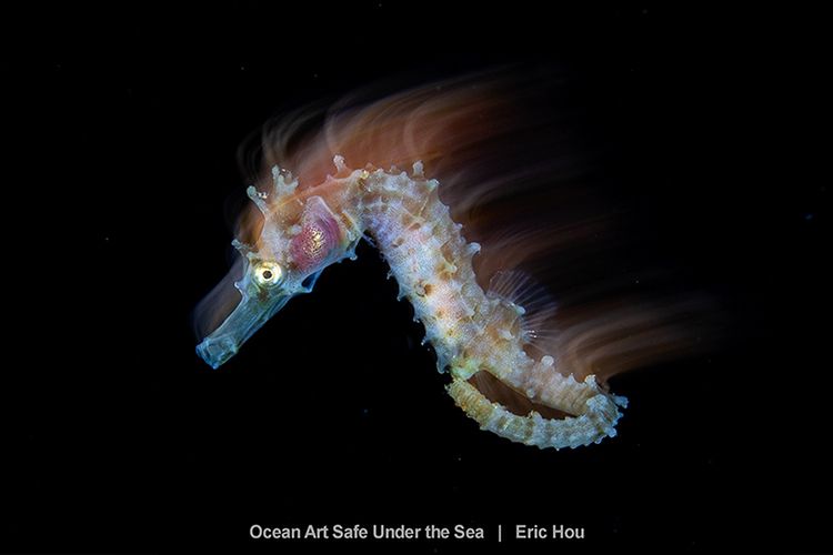 Najlepsze zdjęcia oceaniczne w konkursie Safe Under the Sea 23