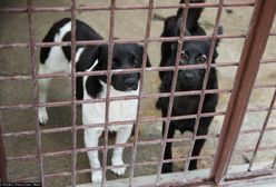 Kraków. Mieszkała z 57 psami na 20 m2. Doszło do interwencji