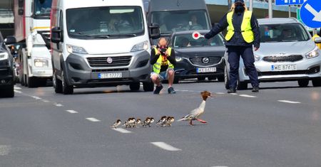 Warszawa. Rodzinę nurogęsi przez jezdnię przeprowadziły służby. "Wzorowa akcja"