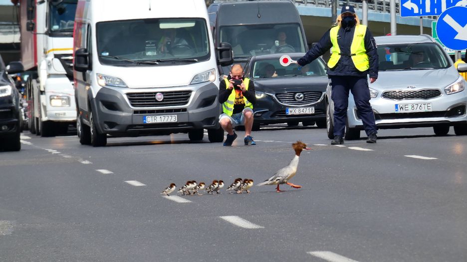 Warszawa. Samica nurogęsi z młodymi w drodze z Agrykoli do portu Czerniakowskiego mija Wisłostradę 