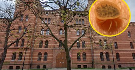 Szkoła opanowana przez... kleszcze. Są w całym budynku