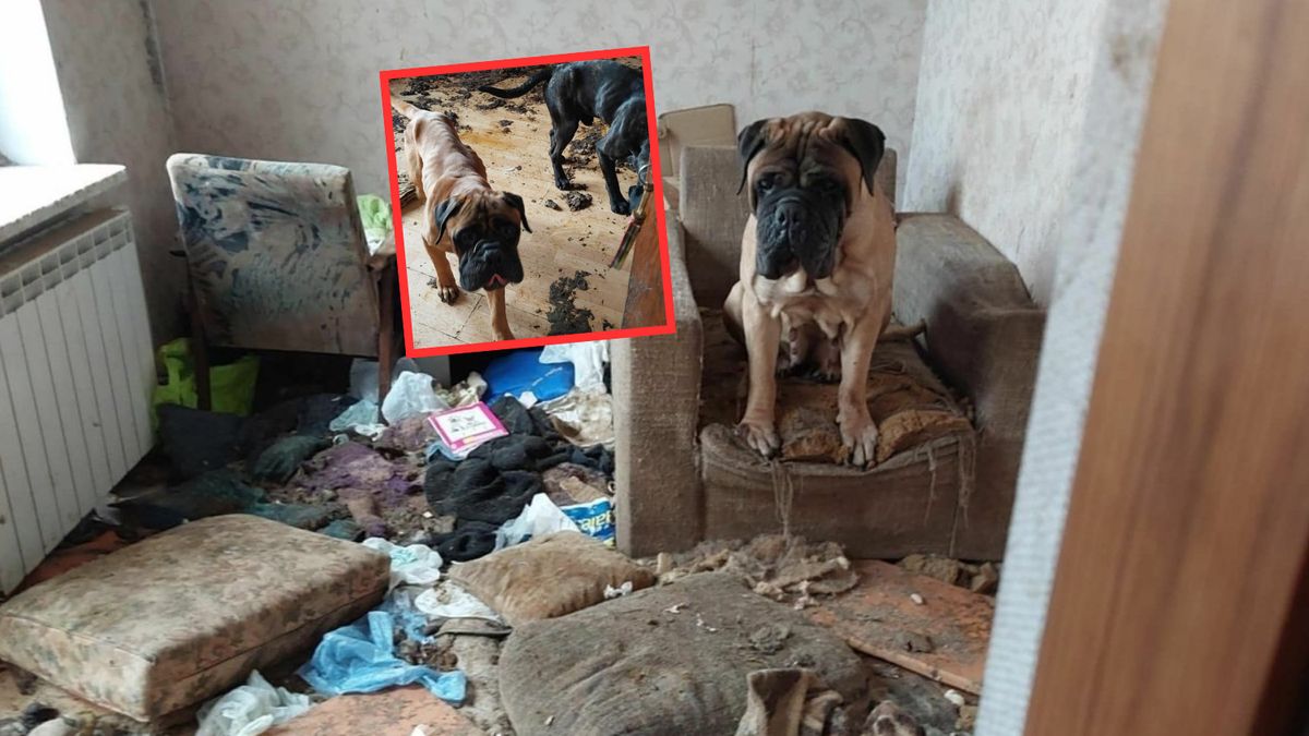 Psy zostały odebrane i trafiły pod opiekę fundacji