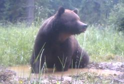 Niedźwiedź znalazł sposób na upał. Fotopułapka wszystko nagrała