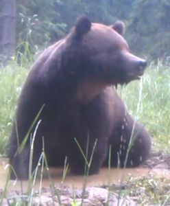 Niedźwiedź znalazł sposób na upał. Fotopułapka wszystko nagrała