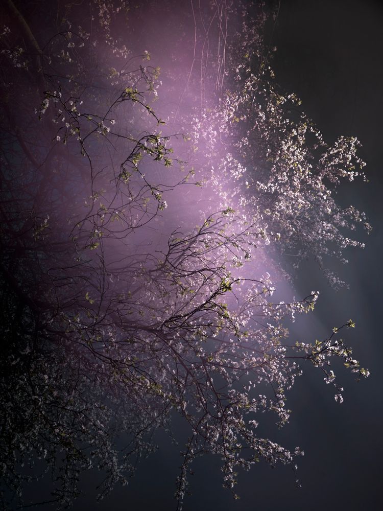 Piękno XIX-wiecznych obrazów natury przeniesione na pole fotografii w projekcie "Blossom" 8
